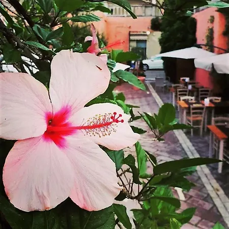 Antica Hibiscus * Quartu SantʼElena